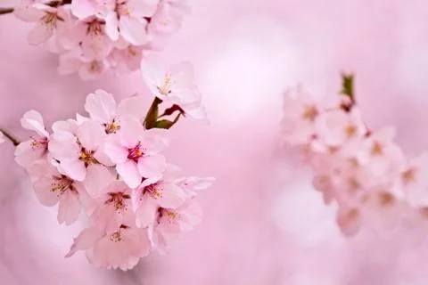 Cherry blossoms. Stock Photos