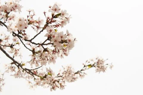 Cherry blossoms Stock Photos