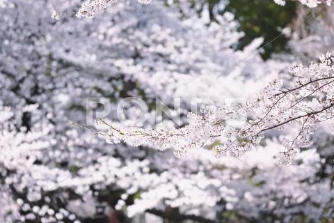 Cherry blossoms Stock Photos