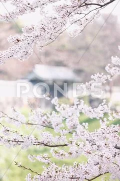 Cherry blossoms Stock Photos