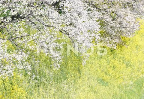 Cherry blossoms Stock Photos