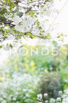 Cherry Blossoms Stock Photos