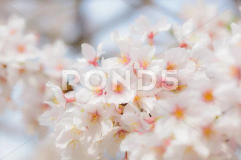 Cherry blossoms Stock Photos