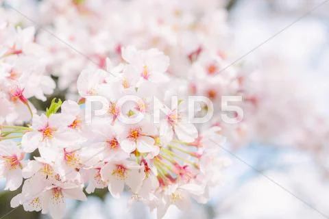 Cherry blossoms Stock Photos