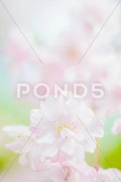 Cherry blossoms Stock Photos