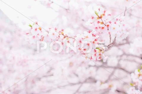 Cherry blossoms Stock Photos