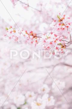 Cherry blossoms Stock Photos