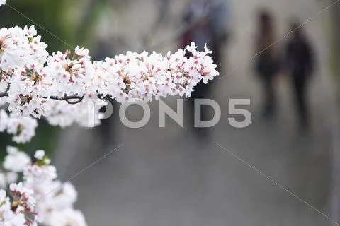 Cherry blossoms Stock Photos