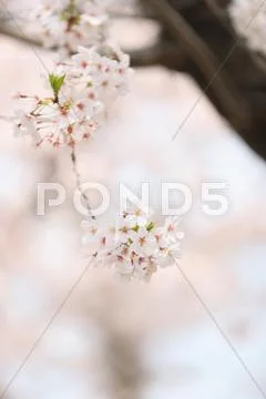 Cherry blossoms Stock Photos