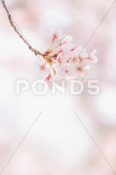 Cherry blossoms Stock Photos