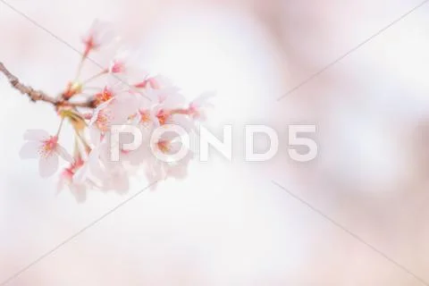 Cherry blossoms Stock Photos