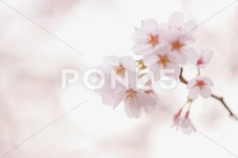 Cherry blossoms Stock Photos