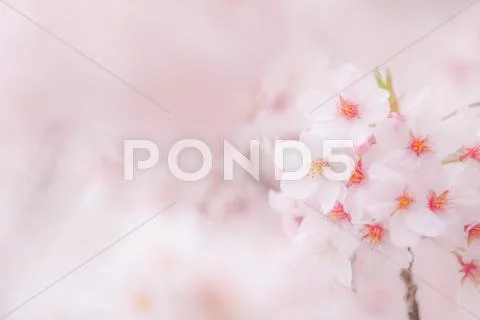 Cherry blossoms Stock Photos
