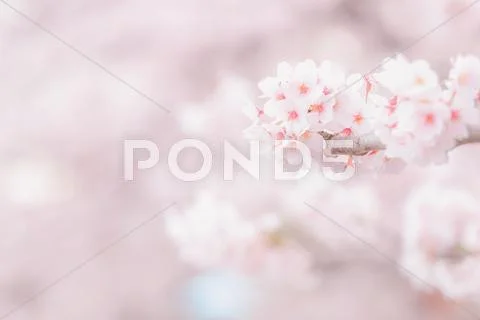 Cherry blossoms Stock Photos