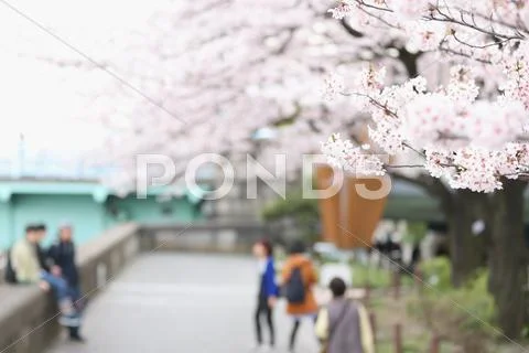 Cherry blossoms Stock Photos