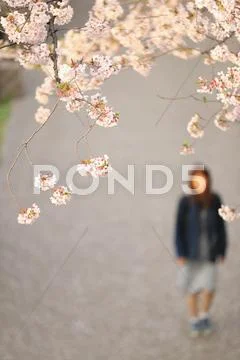 Cherry blossoms Stock Photos