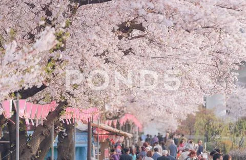 Cherry blossoms Stock Photos