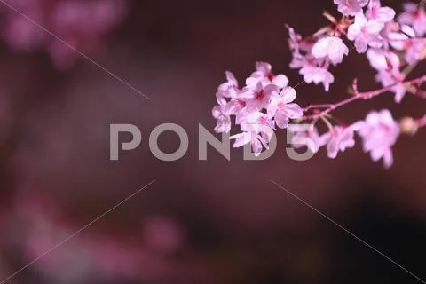 Cherry blossoms Stock Photos