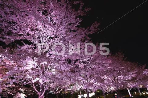 Cherry blossoms Stock Photos