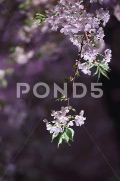 Cherry blossoms Stock Photos
