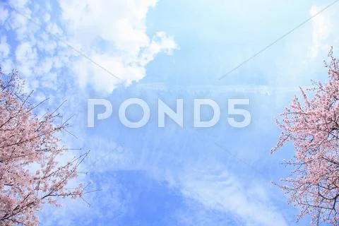 Cherry blossoms Stock Photos