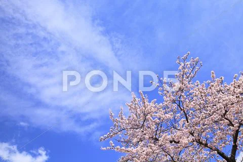 Cherry blossoms Stock Photos
