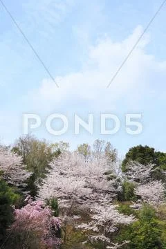 Cherry blossoms Stock Photos