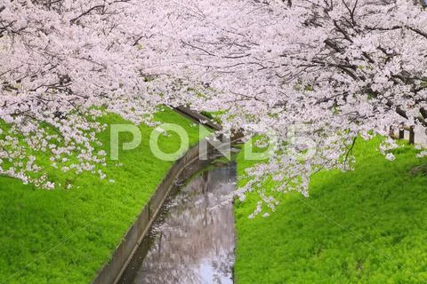 Cherry blossoms Stock Photos