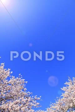 Cherry blossoms Stock Photos