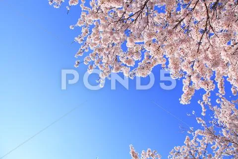 Cherry blossoms Stock Photos