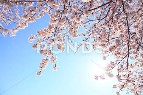 Cherry blossoms Stock Photos
