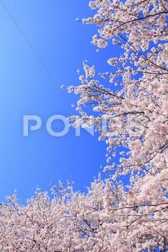 Cherry blossoms Stock Photos