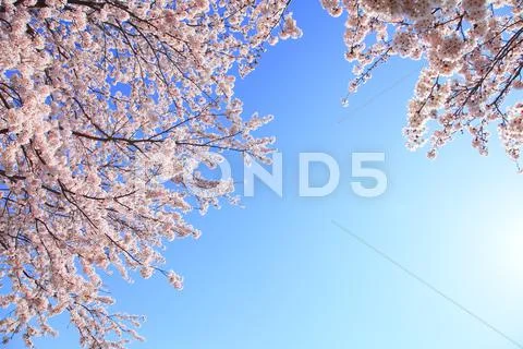 Cherry blossoms Stock Photos