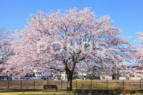 Cherry blossoms Stock Photos
