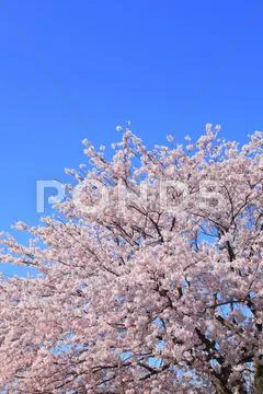 Cherry blossoms Stock Photos