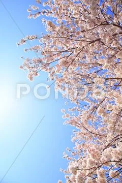 Cherry blossoms Stock Photos