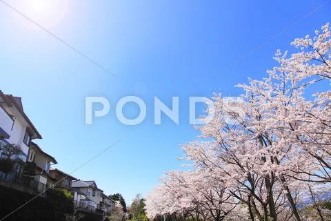 Cherry blossoms Stock Photos
