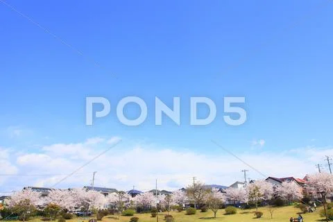 Cherry blossoms Stock Photos
