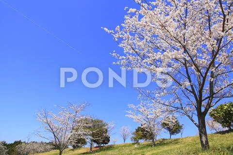 Cherry blossoms Stock Photos