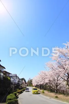 Cherry blossoms Stock Photos