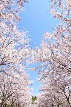 Cherry blossoms Stock Photos