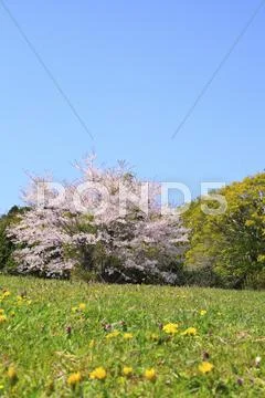 Cherry blossoms Stock Photos