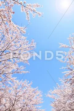 Cherry blossoms Stock Photos