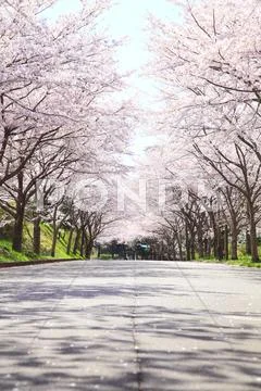 Cherry blossoms Stock Photos