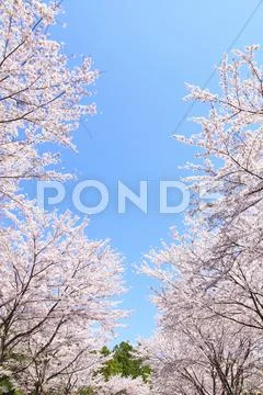 Cherry blossoms Stock Photos