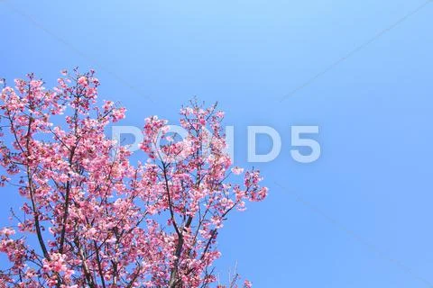 Cherry blossoms Stock Photos