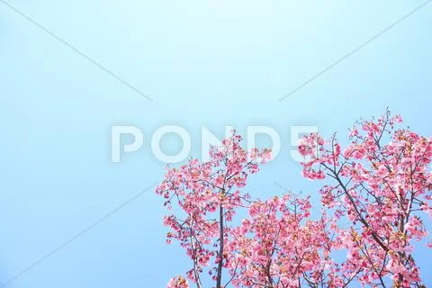 Cherry blossoms Stock Photos