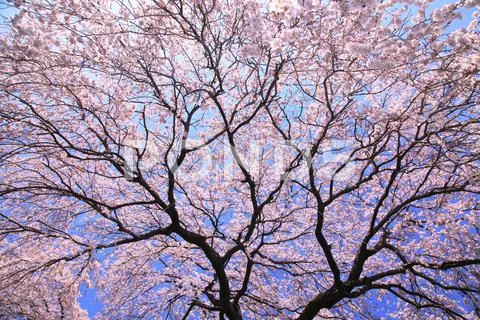 Cherry blossoms Stock Photos