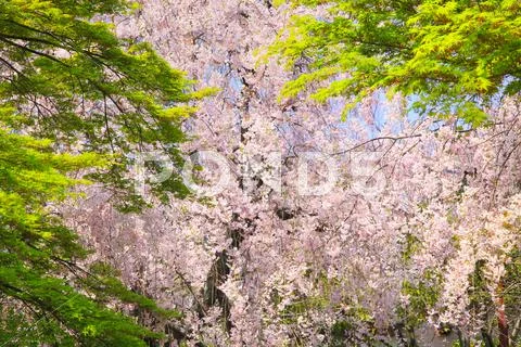 Cherry blossoms Stock Photos