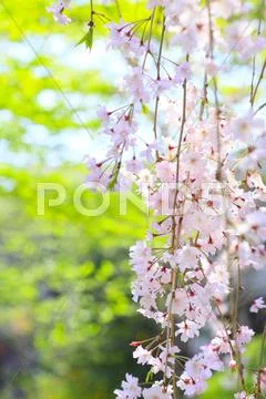 Cherry blossoms Stock Photos